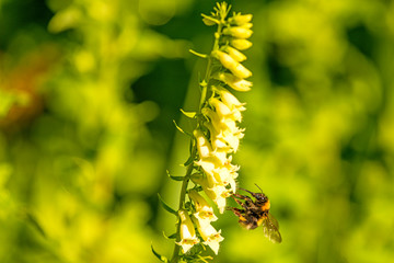 buff-tailed bumblebee on yellow foxglove
