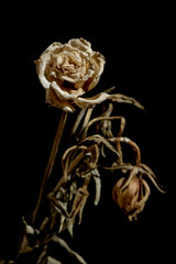 Dying flower