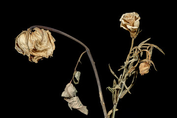 Dying flower - Powered by Adobe