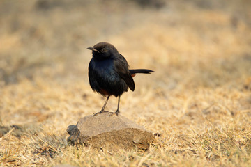 Indian Robin, Copsychus fulicatus, male, India