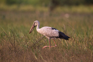 Open billed stork, Anastomus oscitans, India