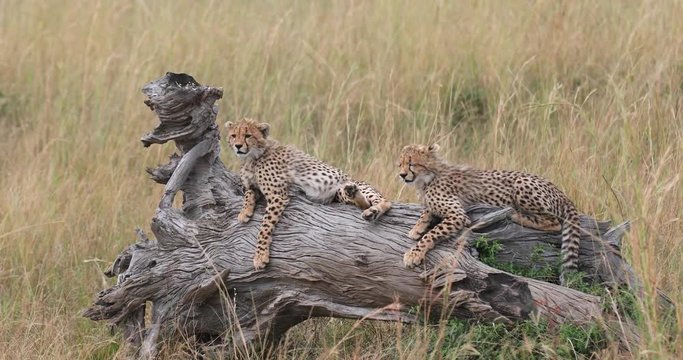 Cute cheetah cubs in Masai Mara
