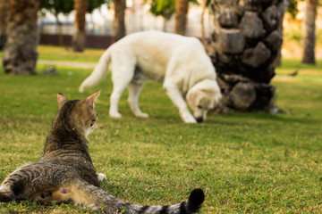 funny animal scene in park outdoor square space for walking with domestic pets, cat laying on a green grass meadow back to camera looking on a white Labrador, animal shelter concept photography  