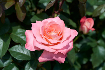 Flower_Girl