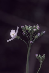 Fototapeta na wymiar zarte lila Blume