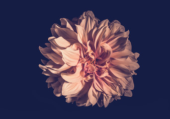 Beautiful Flowers shot at night with full petal details