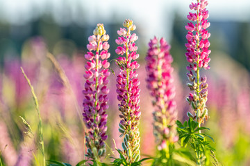 Fototapeta premium Pink spring and summer flowers at sunset time