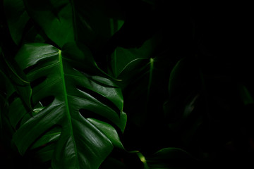 Fototapeta na wymiar Green monstera leaves in dark tone tropical jungle