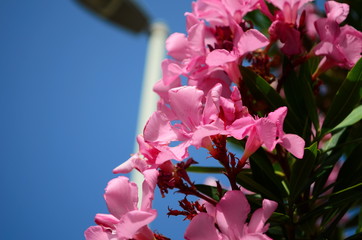 Delicate beautiful flowers of oleander on the coast of Turkey