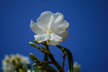 Fototapeta na wymiar Delicate beautiful flowers of oleander on the coast of Turkey