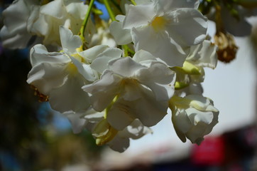 Delicate beautiful flowers of oleander on the coast of Turkey