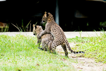 Fototapeta na wymiar couple baby leopard in wildlife breeding station.