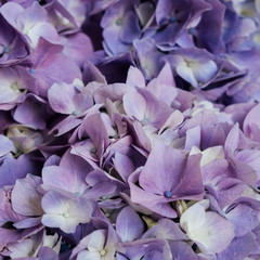 Beautiful blue and purple hydrangea flowers in bloom. Floral texture for background