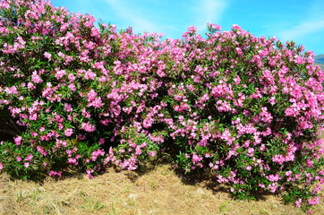 Delicate beautiful flowers of oleander on the coast of Turkey