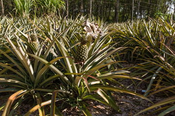 pineapple fruit in plantation. Tropical pineapple fruit outdoor. Landscape of Pineapple Plantation in Phuket island, Thailand