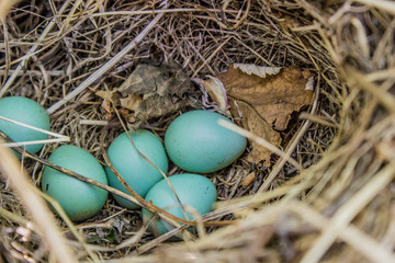 Obraz premium Turquoise bird eggs in a nest in the bush. Deep bird eggs.