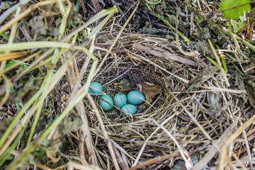 Turquoise bird eggs in a nest in the bush. Deep bird eggs.