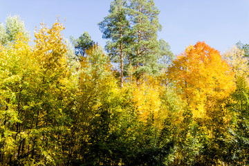 Fototapeta premium Autumn forest nature. Vivid morning in colorful forest with sun rays through branches of trees.