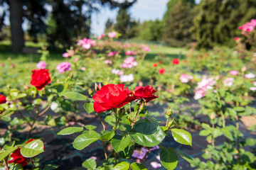 Red and pink climbing roses in summer garden. Sunny summer day.