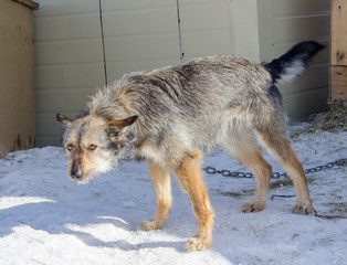 Stray dogs in a dog shelter. Lonely and sad dogs. Homeless dog.