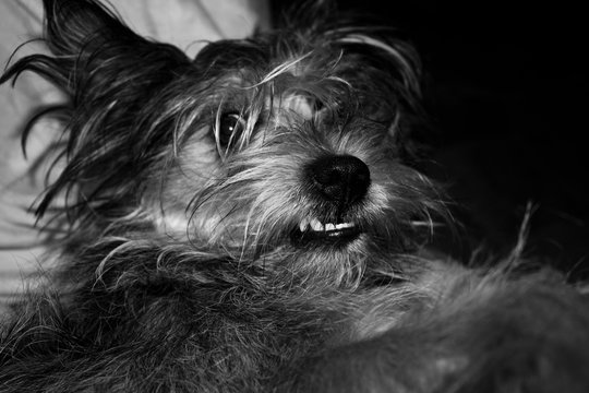 The dog grins his teeth during the game. Black and white photo.