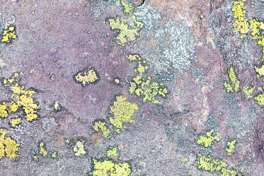 Lichens On Rocks Of Intrusive Lombard Verrucano Rock