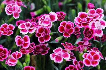 Hardy carnation - Pink Kisses