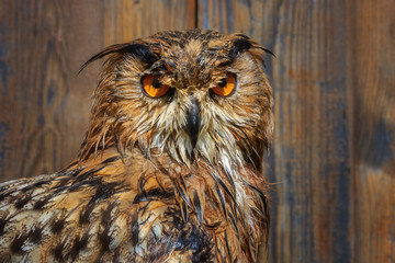 Nasser europäischer Uhu