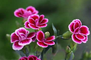 Dianthus Pink Kisses with beautiful flowers and enchanting carnation scent