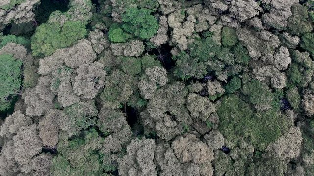 overflight of an albizia forest on the big island of hawaii. the trees are actually non native and highly invasive as well as beautiful and tropical looking.