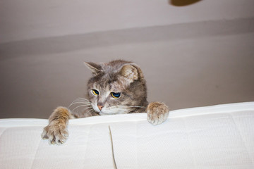 Naklejka premium Gray cat playing with a branch on a mattress on a bunk bed. Cat on a light background. View from the bottom.