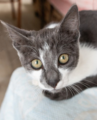 white cat with black spots