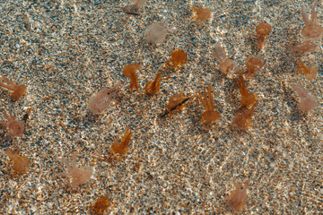 Quallen Plage 