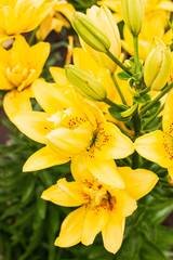 Fototapeta na wymiar yellow lily flowers in the garden