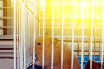 hamster in cage