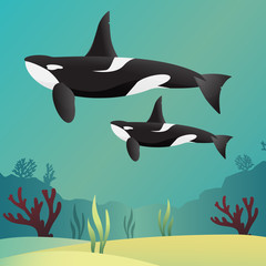 Killer whale Orca