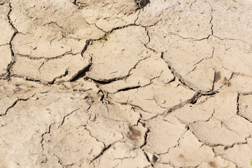 On the scorched earth a lot of cracks from the intense heat.
