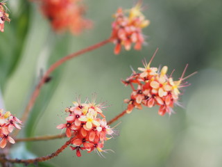 little Orange flower is a bouquet on nature background
