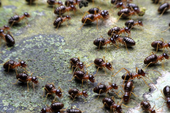 Many termite swarms Migrating from low to high Because the rain is falling This is the special ability of termites.