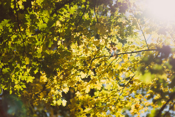 Autumn forest. Sun lights through green and yellow leaves. Fall nature background.