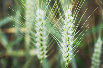 Epis de blé, culture de céréales