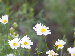Fototapeta premium white flower The petals are white, yellow stamens on blurred of nature background
