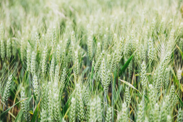 Epis de bl&eacute;, culture de c&eacute;r&eacute;ales