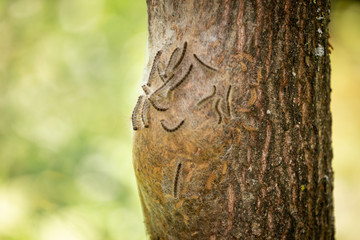 Eichenprozessionsspinner