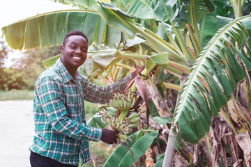 African farmer holding green banana on farm