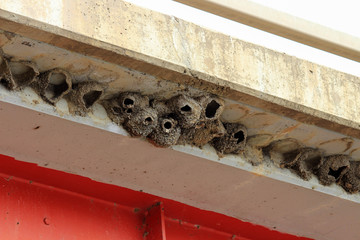 Cliff swallow nests made of mud sheltered under a bridge overhang