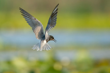 Black tern captured in flight with it's wings open with blured background. The bird holds position and it's beak is open.