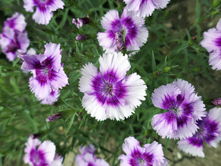 Pink Carnation flowers in summer garden. Dianthus caryophyllus.