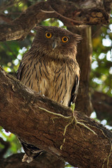 Brown fish owl, Ketupa zeylonensis, Kolhapur, Maharashtra, India