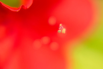 幻想的な真っ赤な皐月の花　クローズアップ写真